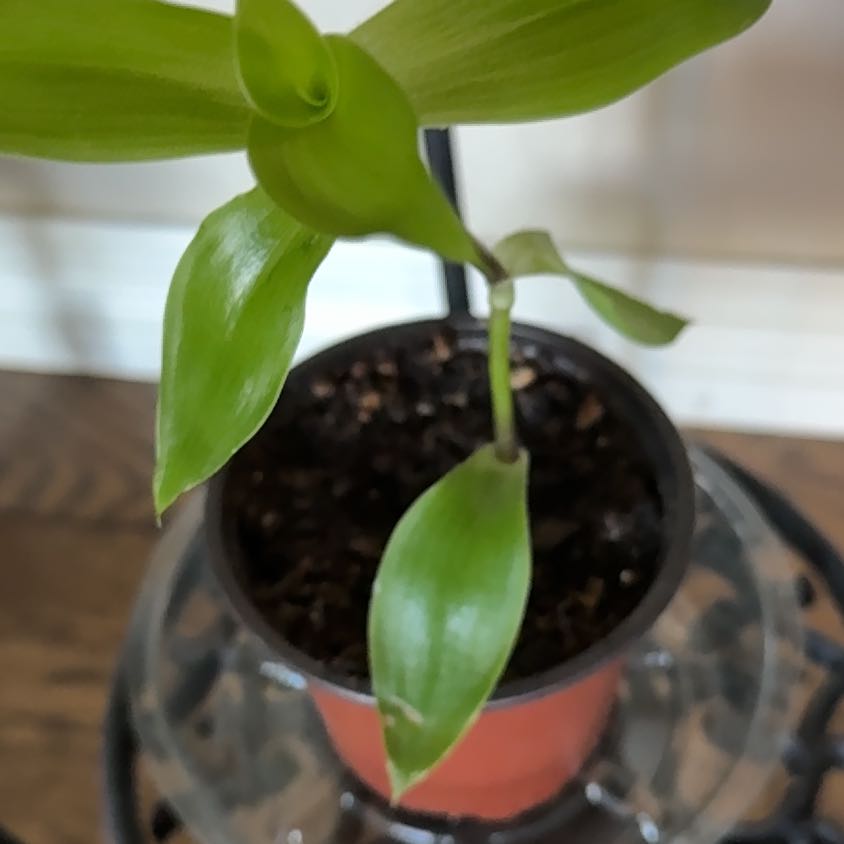 Photo of the plant species Backet Plant by @FunBibi61 named ChloroPhil on Greg, the plant care app