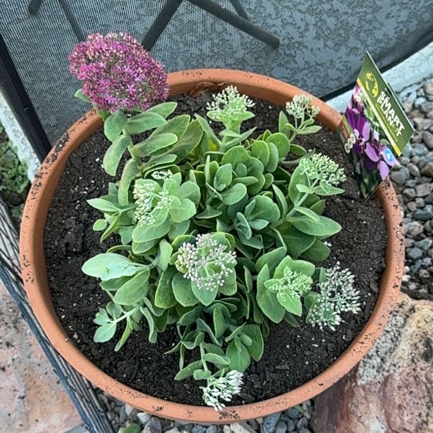 Photo of the plant species sedum spectabile by @VocalWaiuatua12 named Diana on Greg, the plant care app