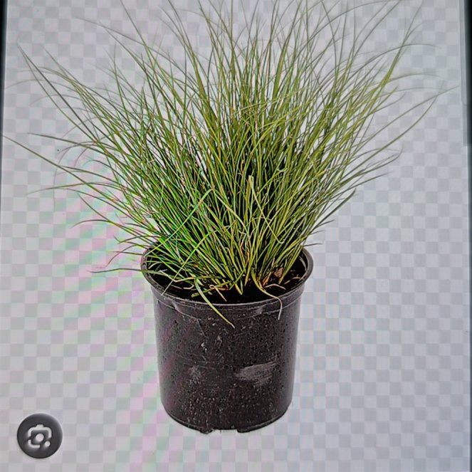 Photo of the plant species Carex 'Phoenix Green' by @EagerRosaryvine named James Dean on Greg, the plant care app