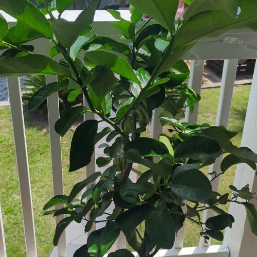 Photo of the plant species Ponderosa Lemon by @PetiteRedcap17 named Lola on Greg, the plant care app