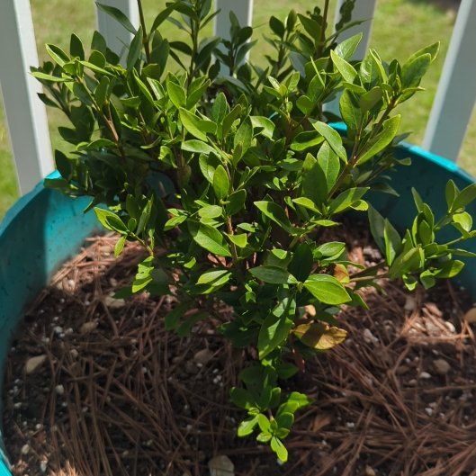 Photo of the plant species Gardenia by @PetiteRedcap17 named Rainier on Greg, the plant care app