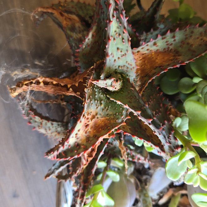 Photo of the plant species Mountain Aloe by @ShinyKanono85 named Elle on Greg, the plant care app