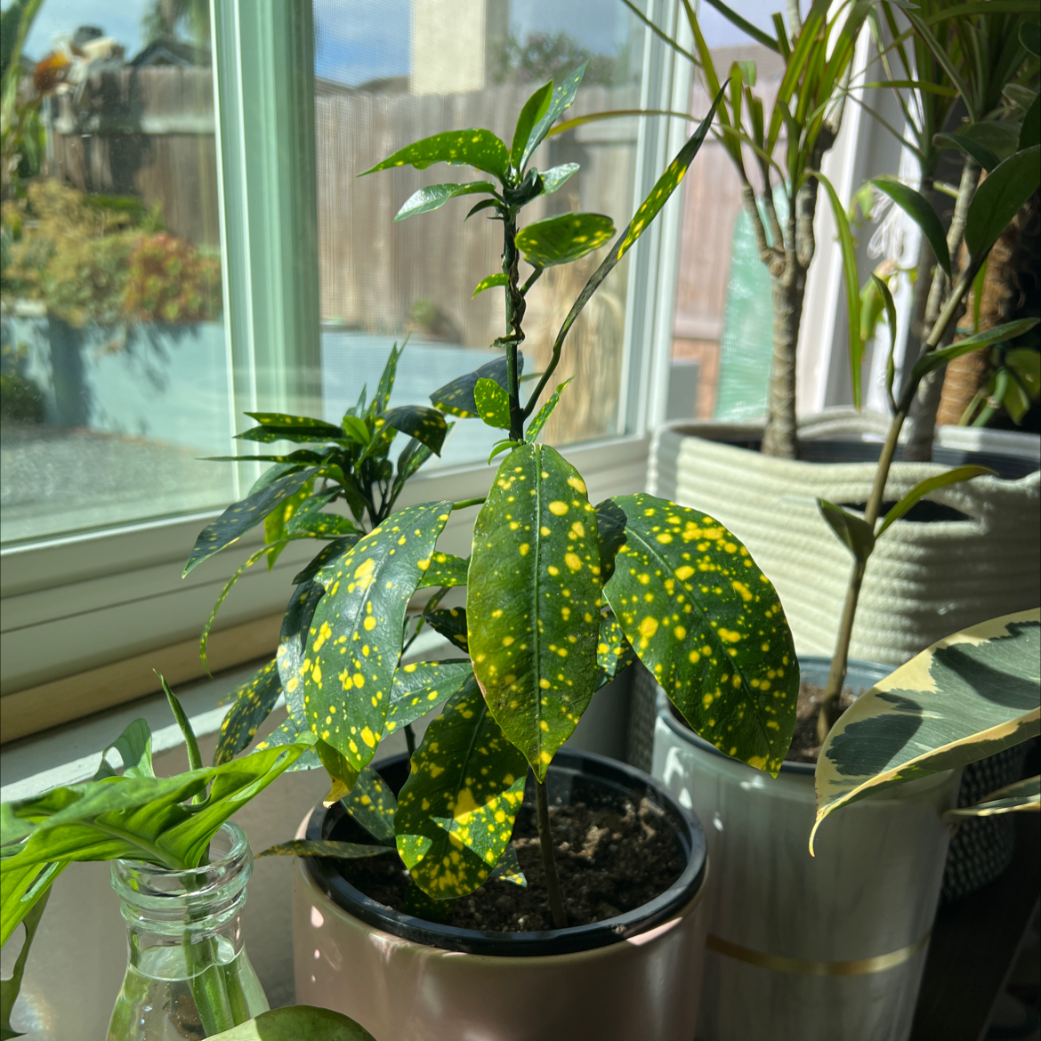 A healthy Japanese laurel plant with yellow-speckled leaves growing in a pot on a sunny windowsill.