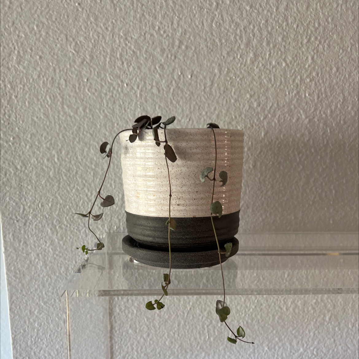 Potted String of Needles plant with trailing stems and small leaves.