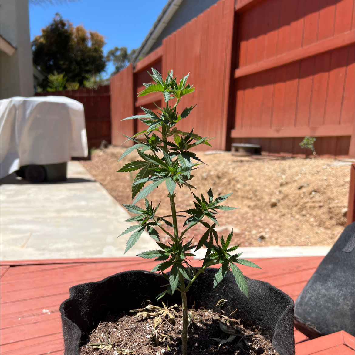 Young marijuana plant in a pot outdoors with a red fence and patio in the background.