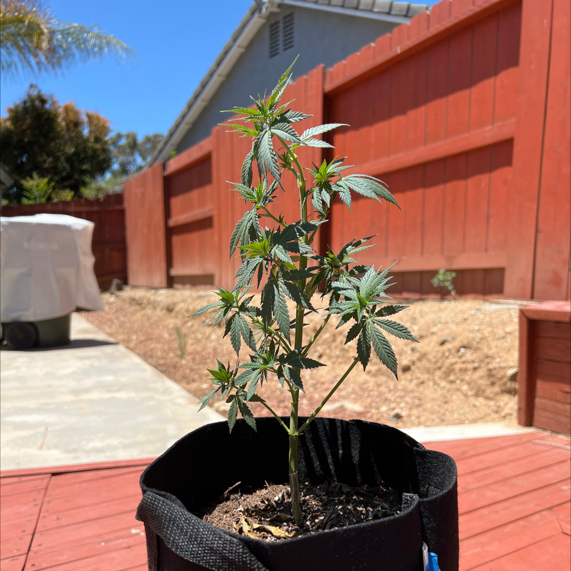 Healthy young marijuana plant in a black fabric pot on a wooden deck with a red fence in the background.
