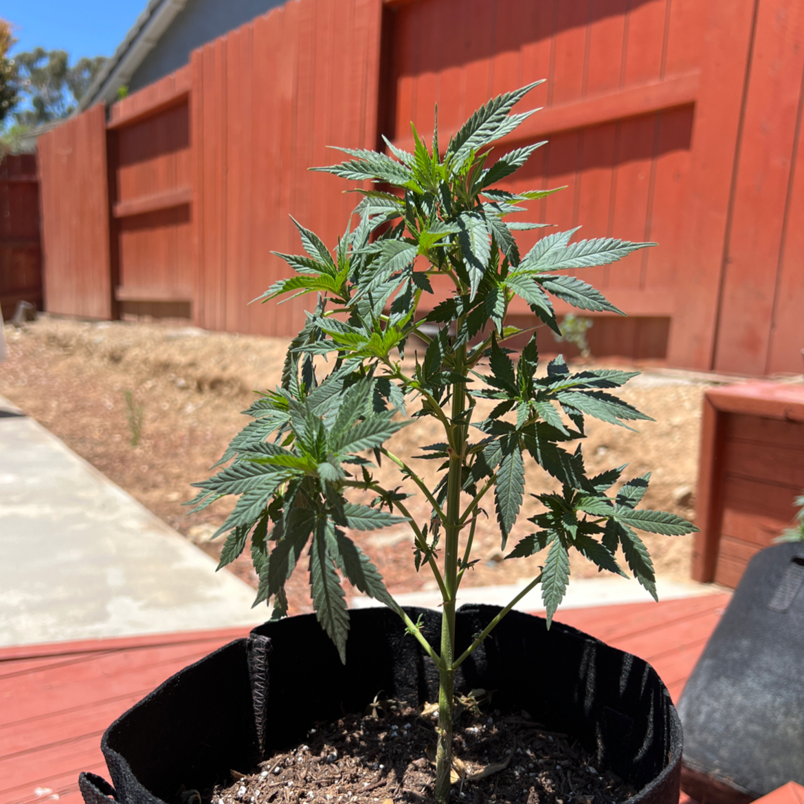 Healthy young marijuana plant in a black fabric pot with a red wooden fence in the background.