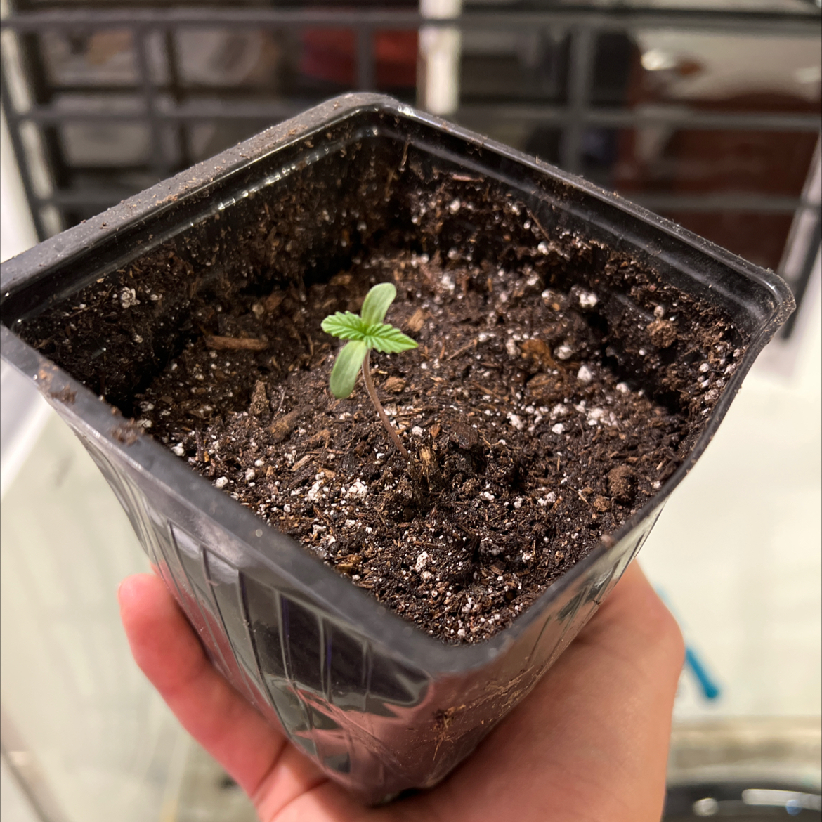A small Marijuana seedling in a black plastic pot with healthy soil.