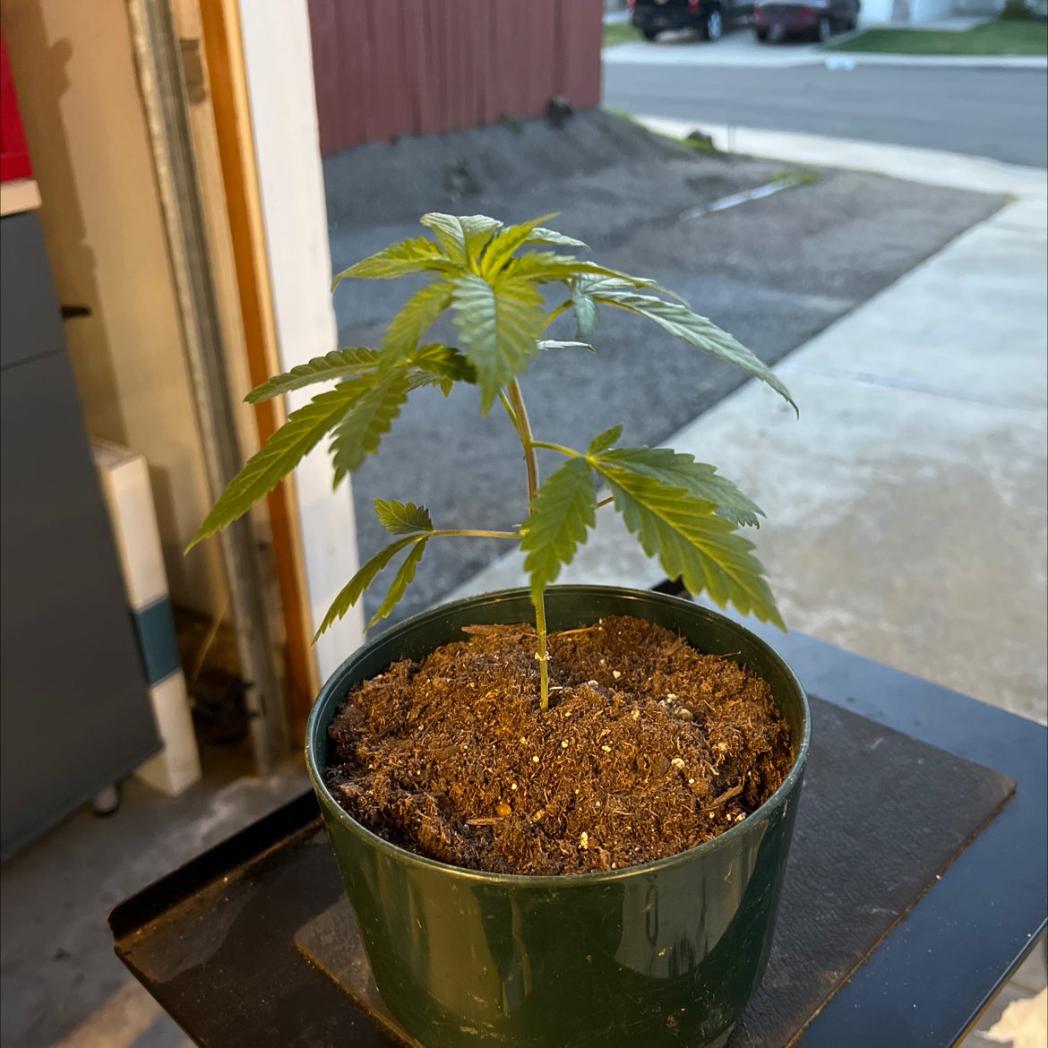 A young marijuana plant in a green pot with visible soil, appearing healthy.