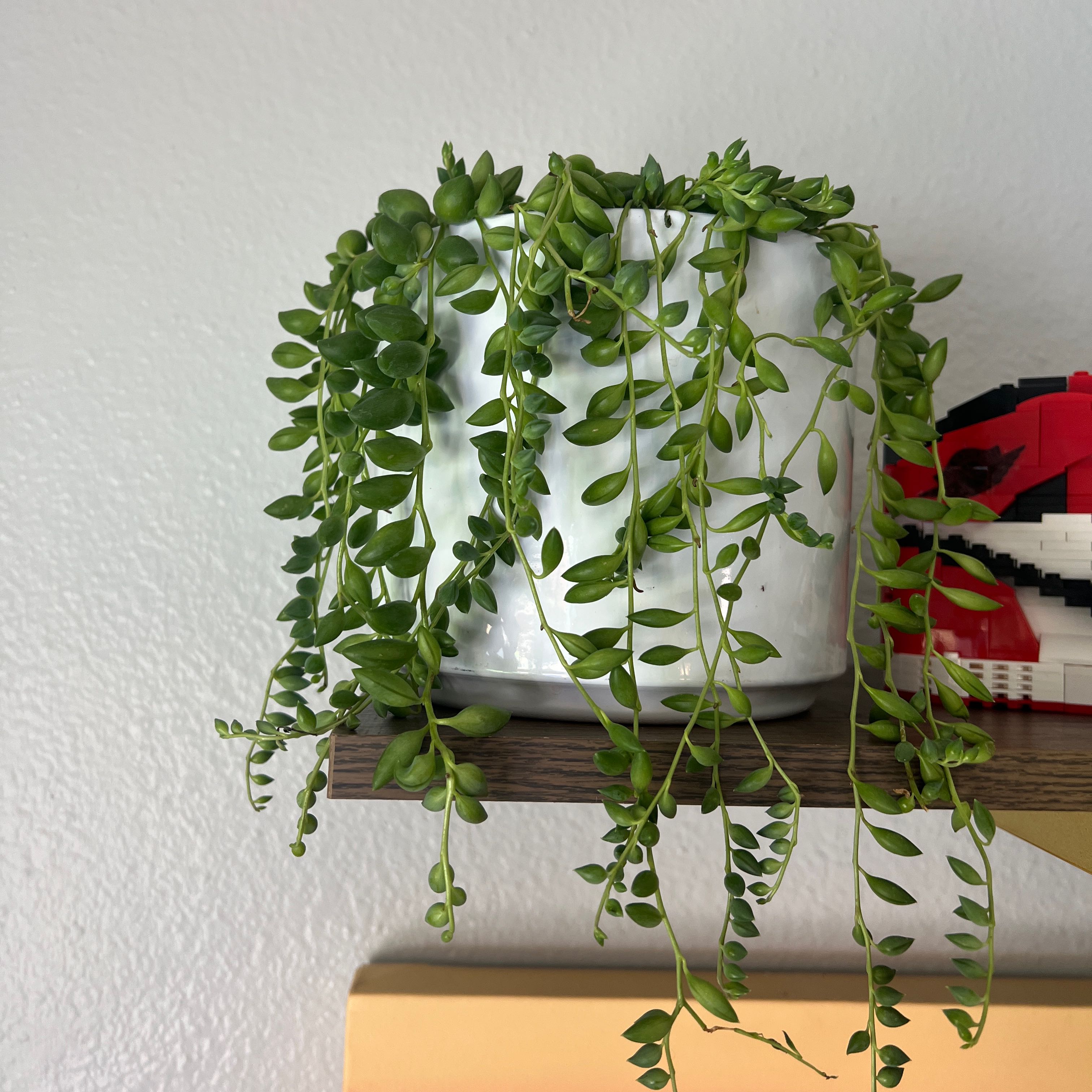 String of Raindrops plant in a white pot with vibrant green leaves.