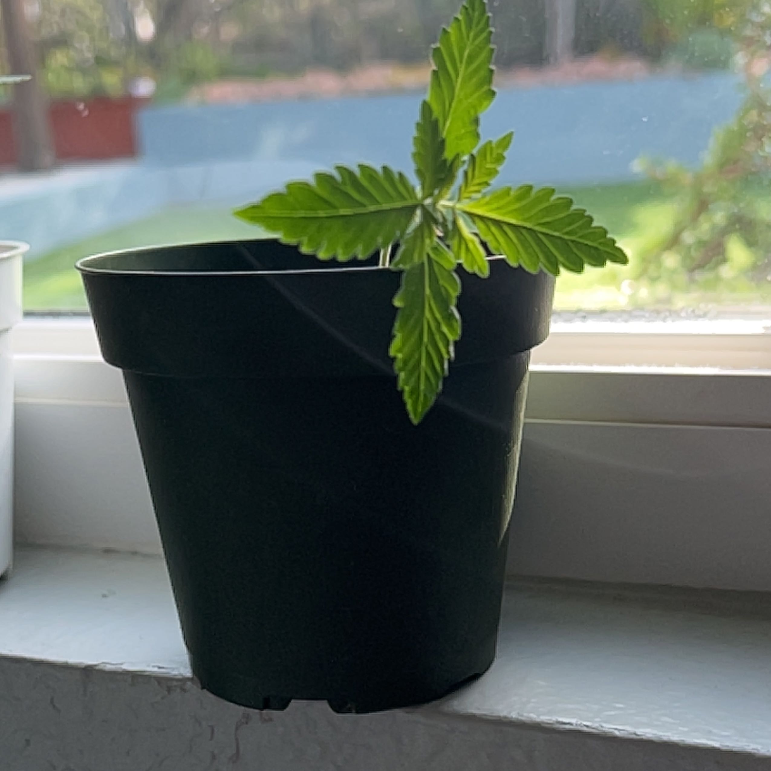 Young Cannabis sativa plant in a black pot on a windowsill.