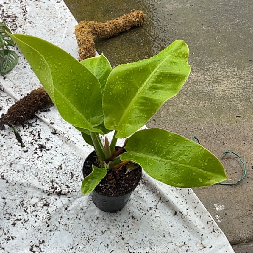 Philodendron 'Moonlight' plant with vibrant green leaves in a small pot.