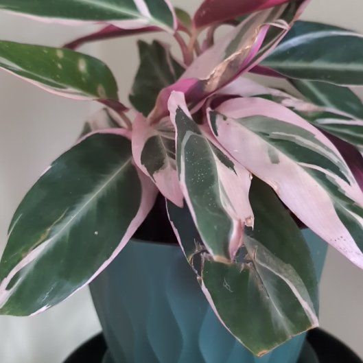 Photo of the plant species Stromanthe Triostar by @notreallyamazon named Walt on Greg, the plant care app