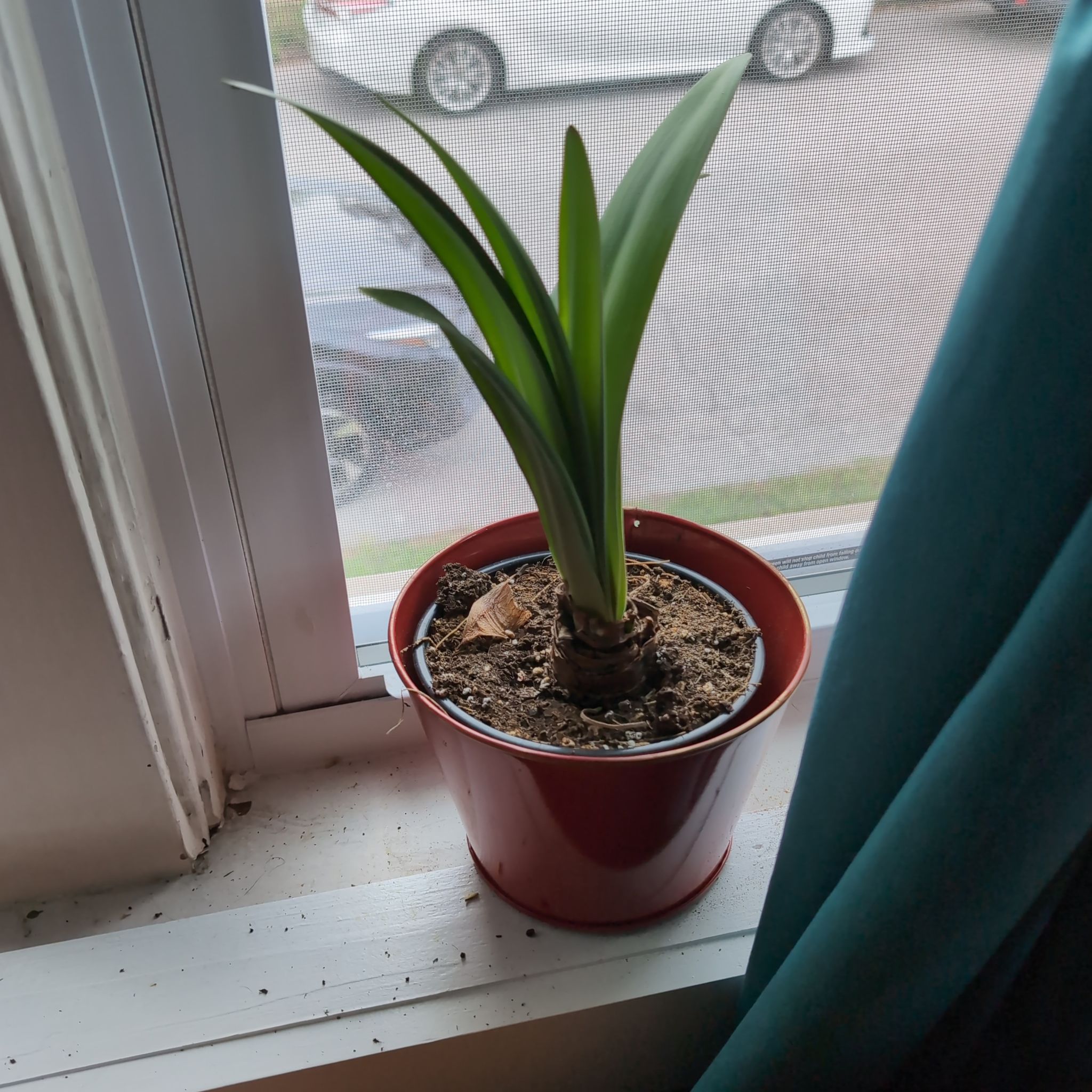 Photo of the plant species Rose Amaryllis by @notreallyamazon named Kendall on Greg, the plant care app