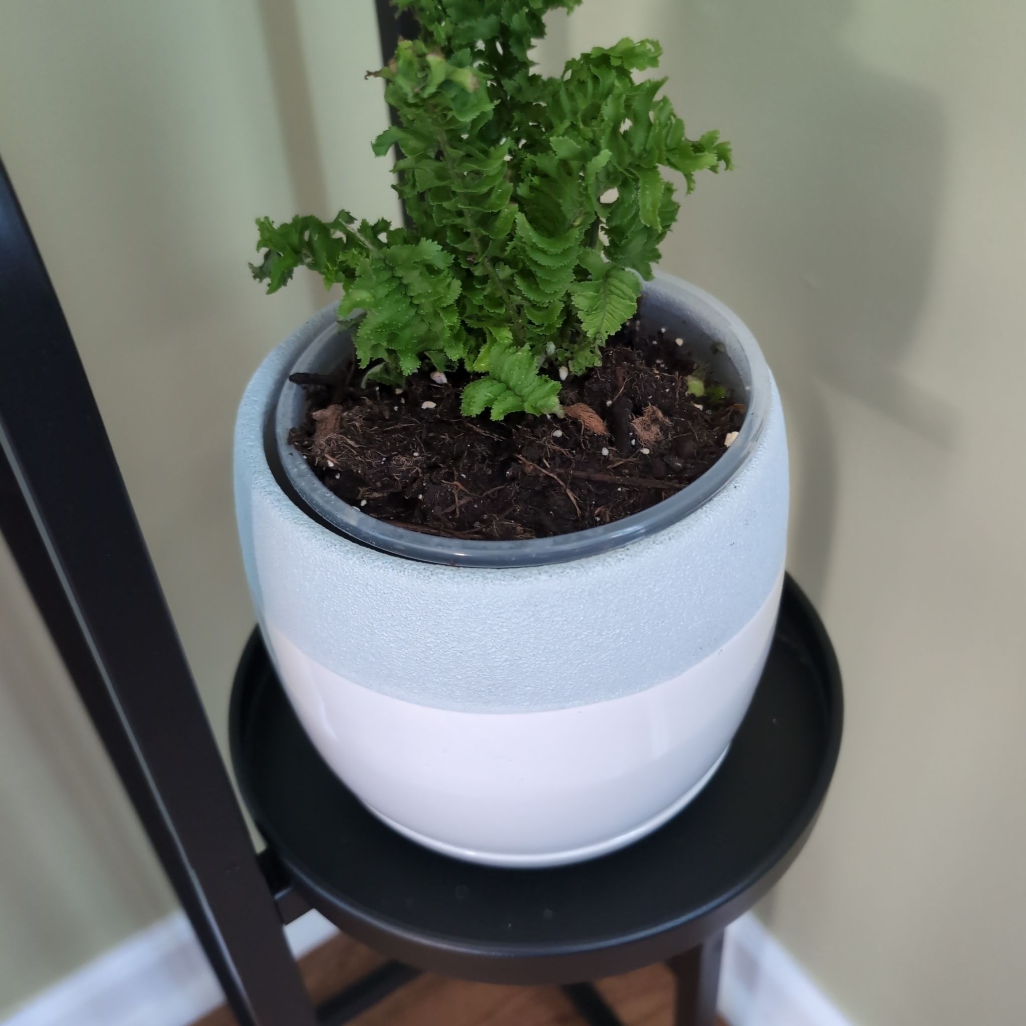 Photo of the plant species Emina Curly Boston Fern by @notreallyamazon named Daphne on Greg, the plant care app