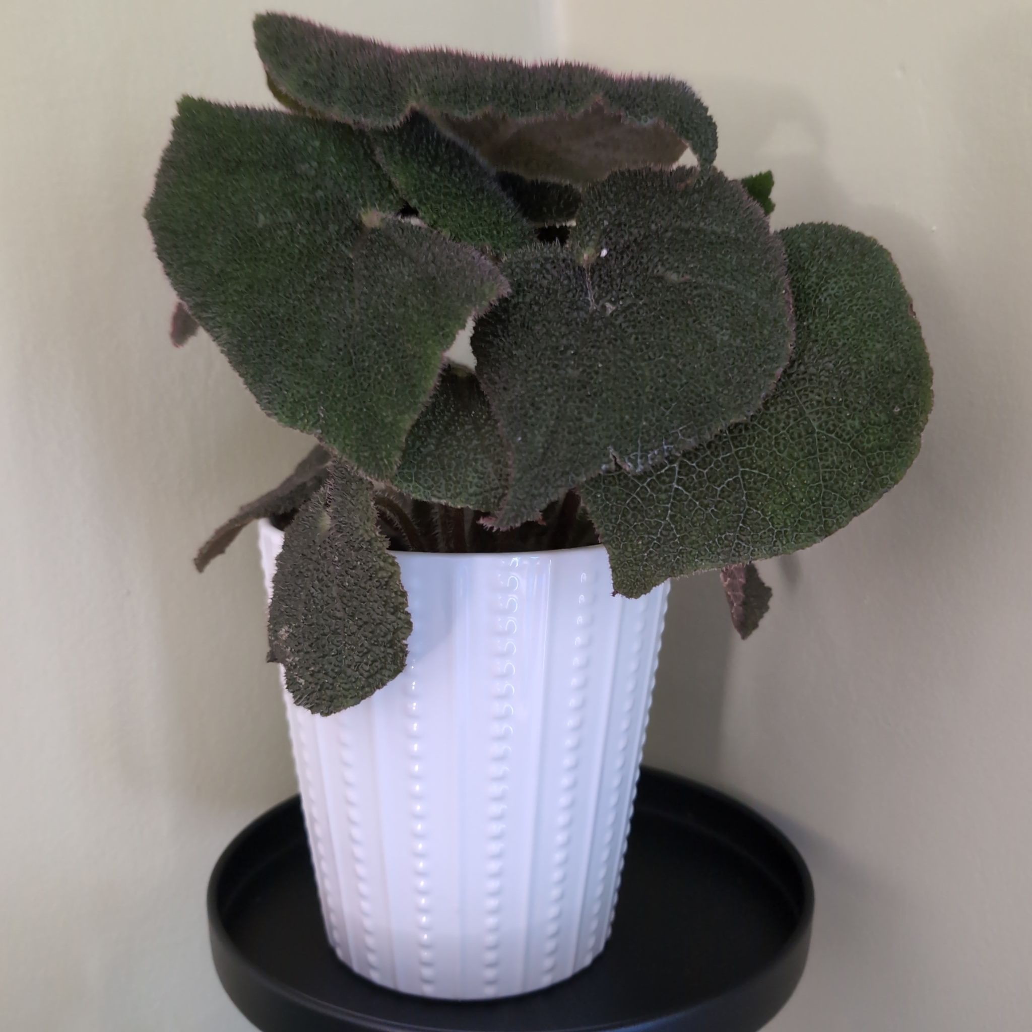 Photo of the plant species Beefsteak Begonia by @notreallyamazon named Athena on Greg, the plant care app