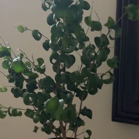 Photo of the plant species Ficus Barok by @LegitSkimmia31 named Bitchy Betty on Greg, the plant care app