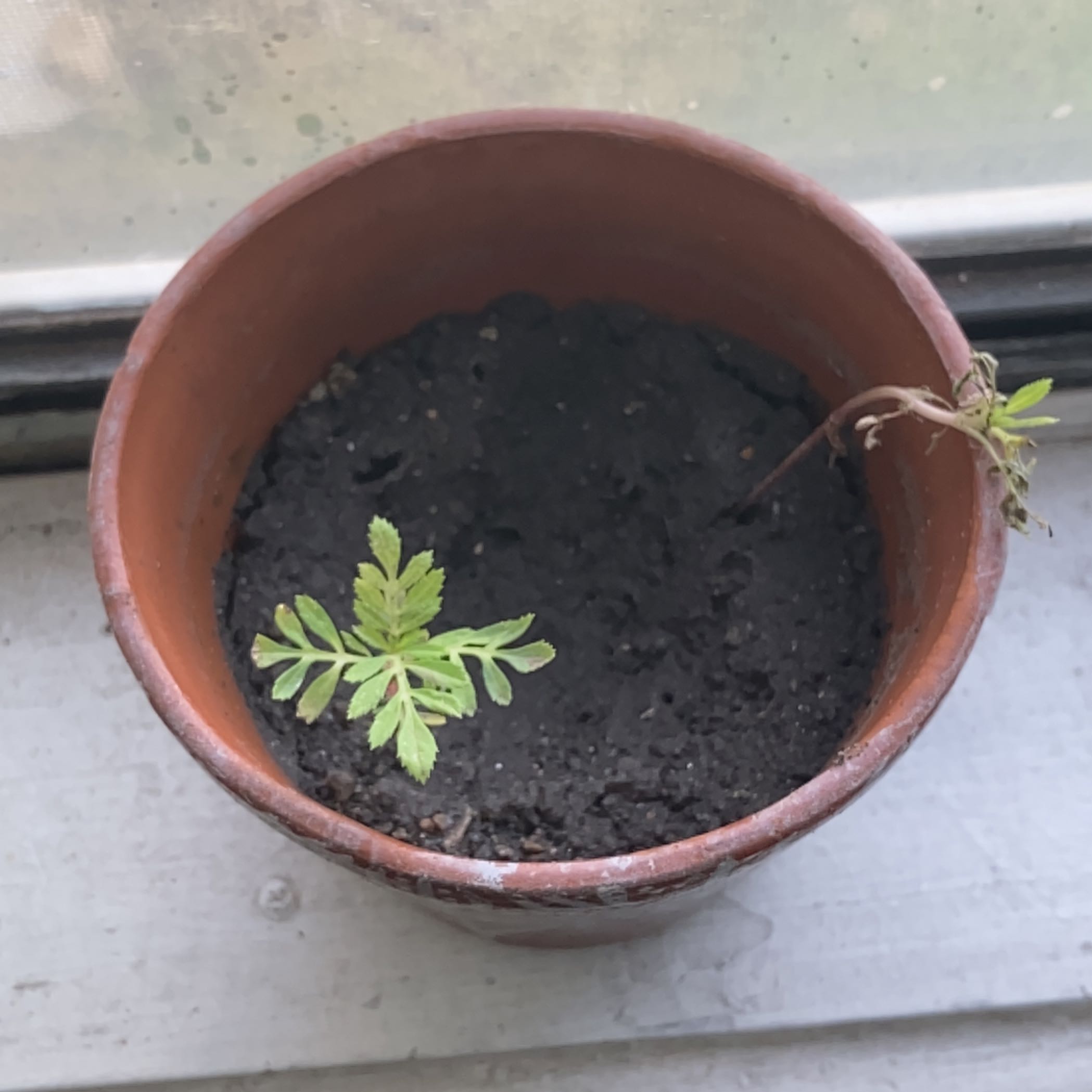 Photo of the plant species Marigold by @Goldenrod64 named Melanie on Greg, the plant care app