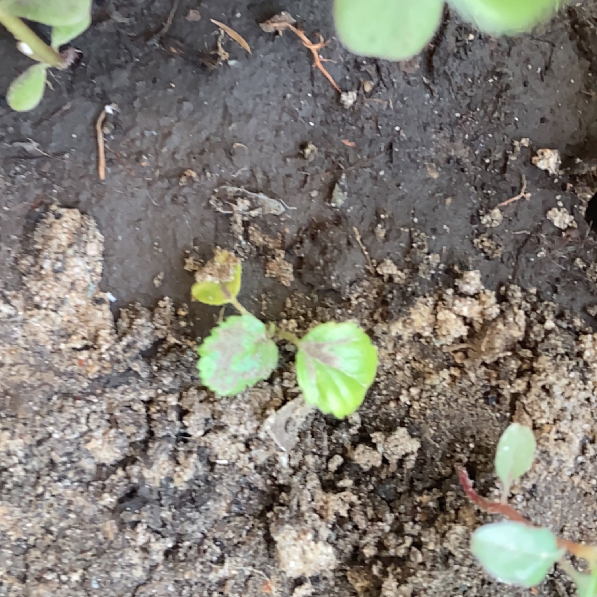 Photo of the plant species Japanese Ivy by @Goldenrod64 named Hideo on Greg, the plant care app