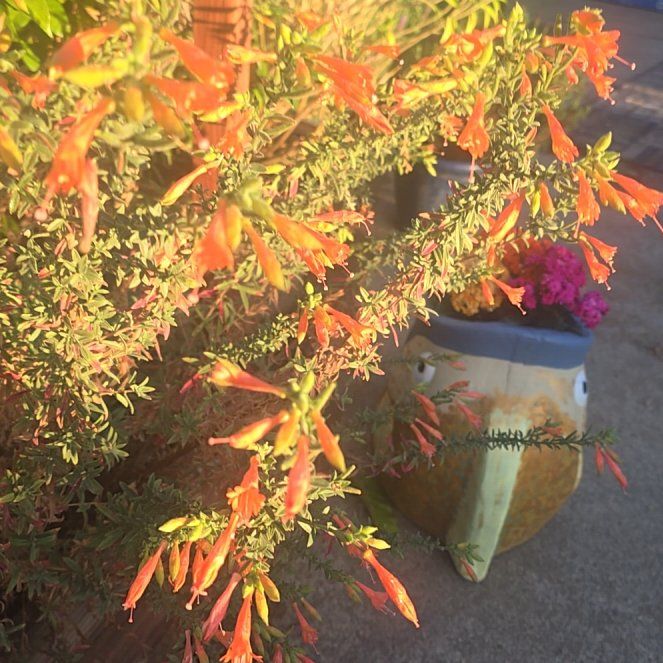 Photo of the plant species California-Fuchsia by @FabRedpine92 named Delilah on Greg, the plant care app
