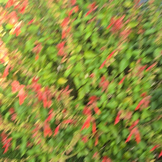 Photo of the plant species Coral Vine by @FabRedpine92 named Nithin on Greg, the plant care app