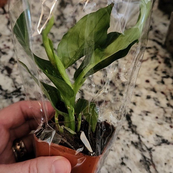 Photo of the plant species Laceleaf by @ReallyCorkelm named Keanu Leaves on Greg, the plant care app
