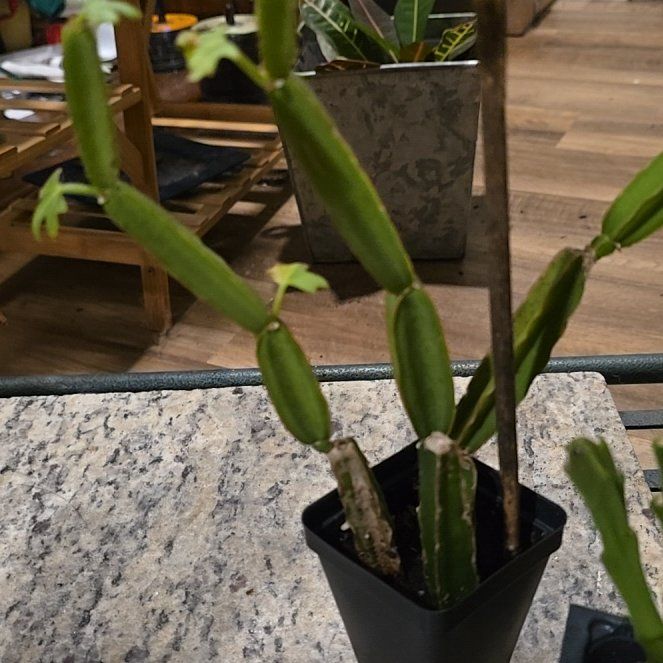 Photo of the plant species Adamant Creeper by @SinewyTobacco54 named Curie on Greg, the plant care app