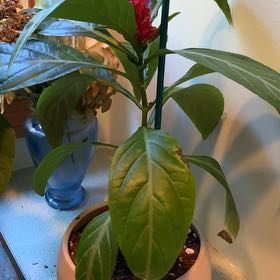 Photo of the plant species Rose Pine Cone Plant by @UberSalad37 named Lebron on Greg, the plant care app