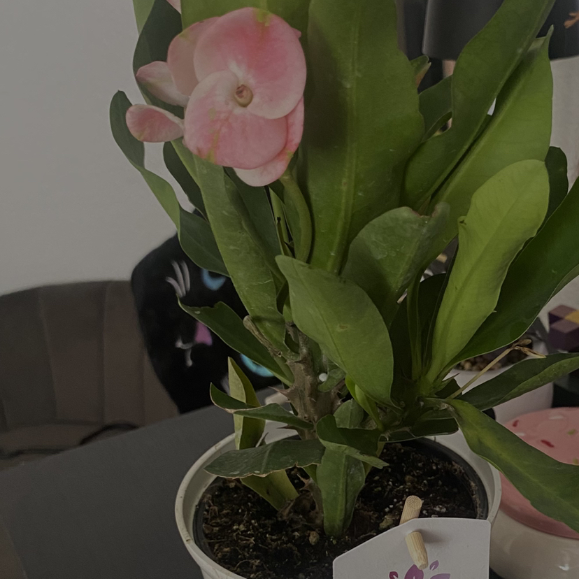 Photo of the plant species Euphorbia millotii by @GemCapeivy6 named Toxic on Greg, the plant care app