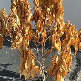 Photo of the plant species Chinese Parasol Tree by @TenaciousTaro14 named Kesha on Greg, the plant care app