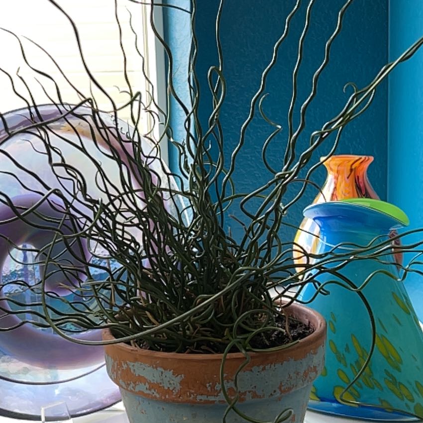 Photo of the plant species Corkscrew rush by @KinglyBibi61 named Curly Wurly on Greg, the plant care app