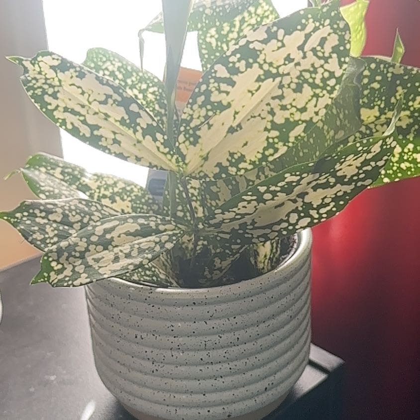 Photo of the plant species Florida Beauty by @Katieshade named Daenerys on Greg, the plant care app