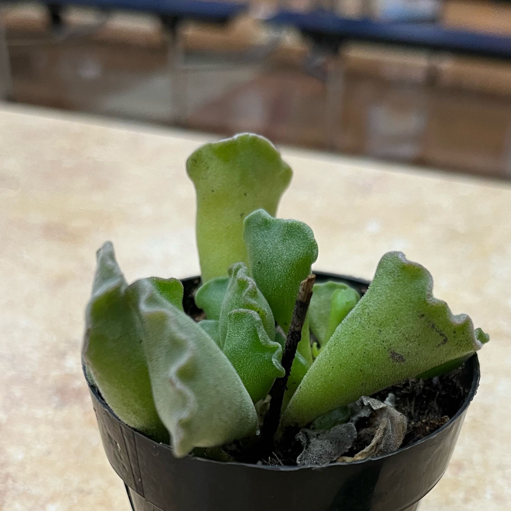 Photo of the plant species Key Lime Pie by @KatyDid named Peter Parker on Greg, the plant care app