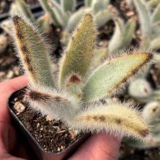 Photo of the plant species Black Tie Panda Plant by @KatyDid named Sir Plancelot on Greg, the plant care app