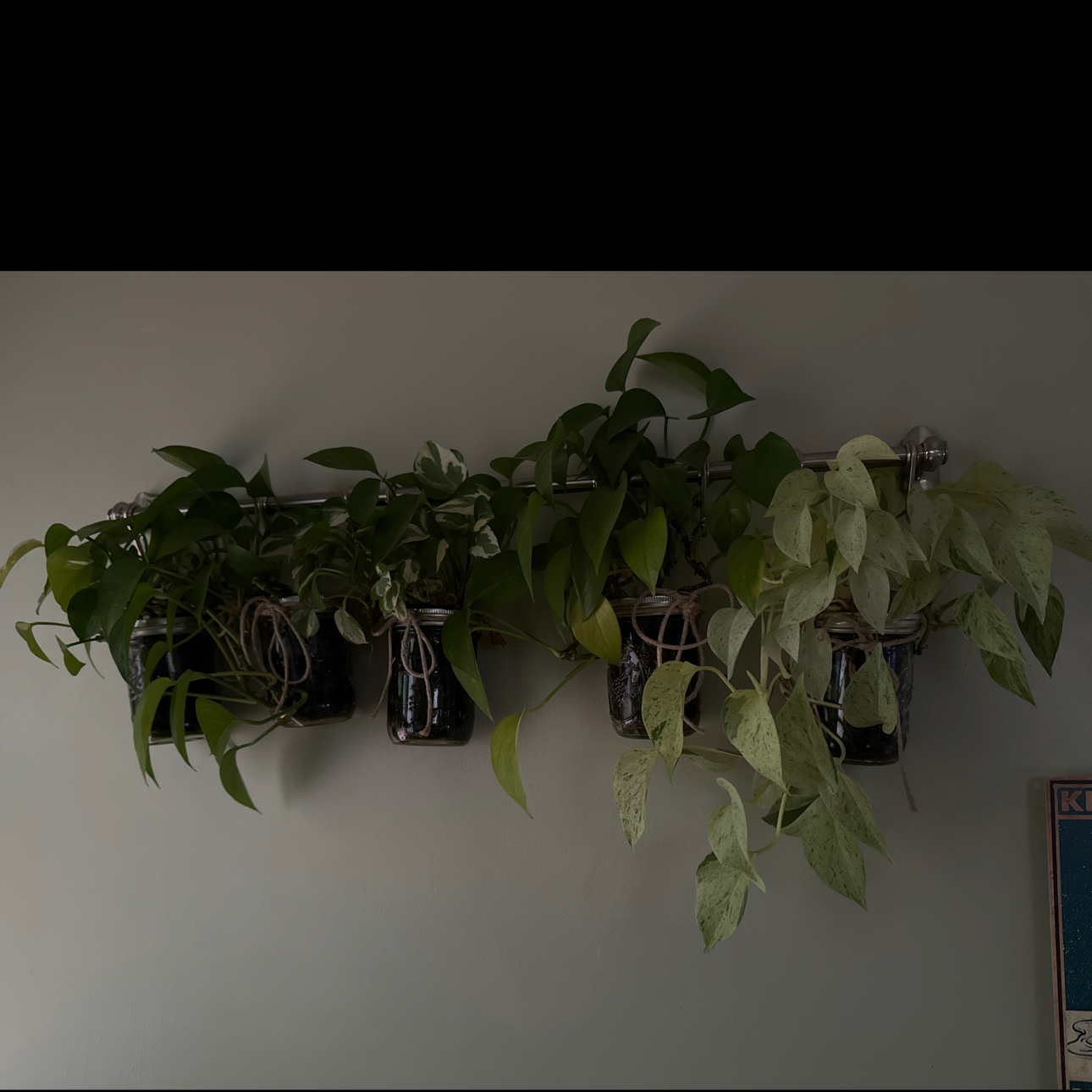 Row of potted Snow Queen Pothos plants mounted on a wall with variegated leaves.