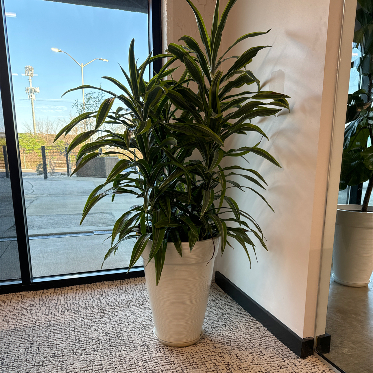 Dracaena 'Lemon Lime' plant in a white pot indoors near a window.