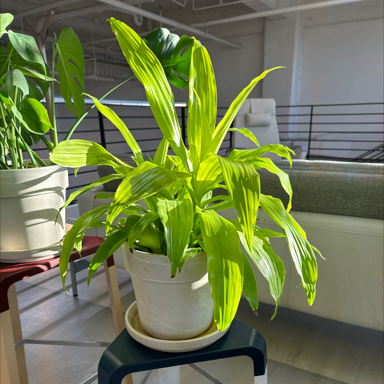 Dracaena 'Lemon Lime' plant in a white pot indoors with vibrant green leaves.