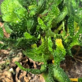 Photo of the plant species Green Coral Cactus by @DashingBetel47 named Zeus on Greg, the plant care app