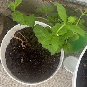Photo of the plant species Variegated Mint Leaf by @AssuredAnacua22 named McKinley on Greg, the plant care app
