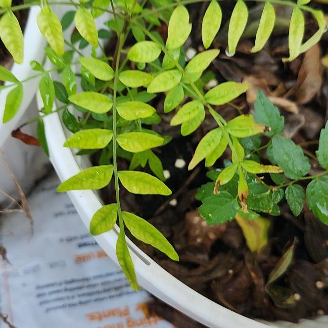Photo of the plant species Desert Ash by @ShowySucc8 named Sol on Greg, the plant care app