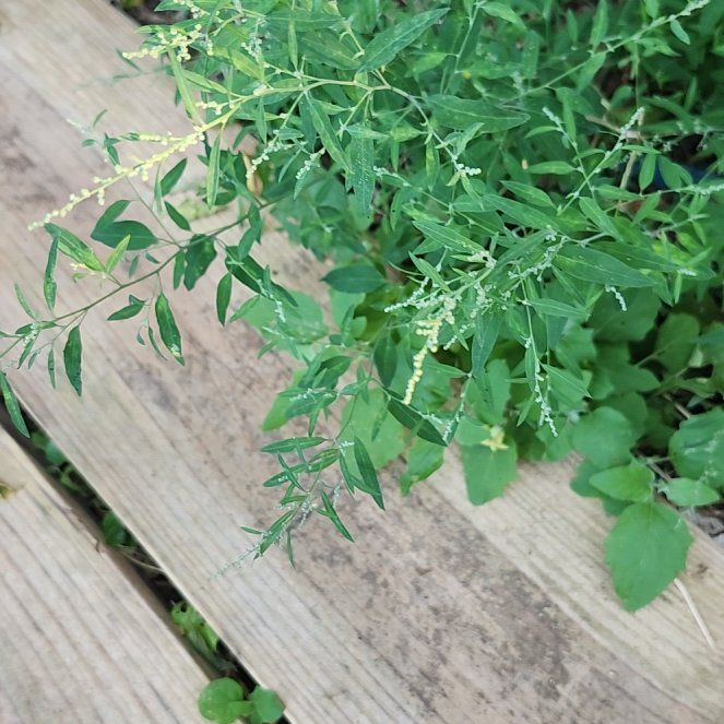 Photo of the plant species Purpleleaf Willowherb by @ShowySucc8 named Nithin on Greg, the plant care app