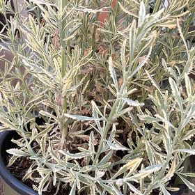 Photo of the plant species Lavender Mint Julep by @GermaneBagpod67 named Xena on Greg, the plant care app