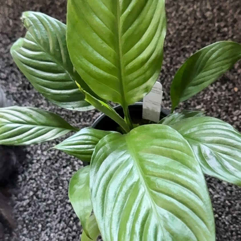 Photo of the plant species Spathiphyllum 'Wine Beauty' by @Katiej1313 named Wine 🍷 Beauty on Greg, the plant care app