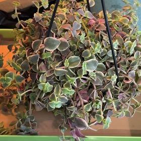 Photo of the plant species Crassula 'Calico Kitten' by @Katiej1313 named Calico kitten 🐈‍⬛ on Greg, the plant care app