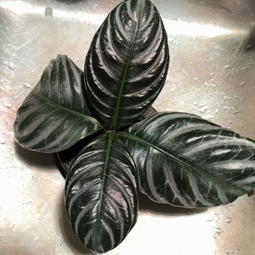 Photo of the plant species Zebra Fuego by @Katiej1313 named ✨🔥 Nova Fuego 🔥✨ on Greg, the plant care app