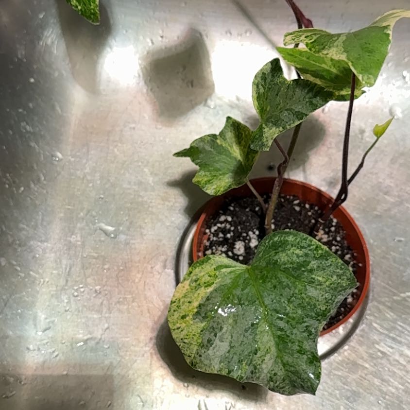 Photo of the plant species Variegated Algerian Ivy by @Katiej1313 named Pretty Ivy on Greg, the plant care app
