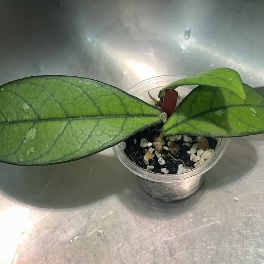 Photo of the plant species Hoya crassipetiolata by @Katiej1313 named Crassy 👩🏻‍🦰 on Greg, the plant care app