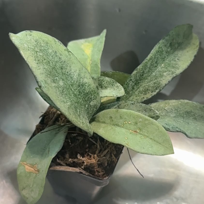 Photo of the plant species Waxplant by @Katiej1313 named 👻 Nova Ghost 👻 on Greg, the plant care app