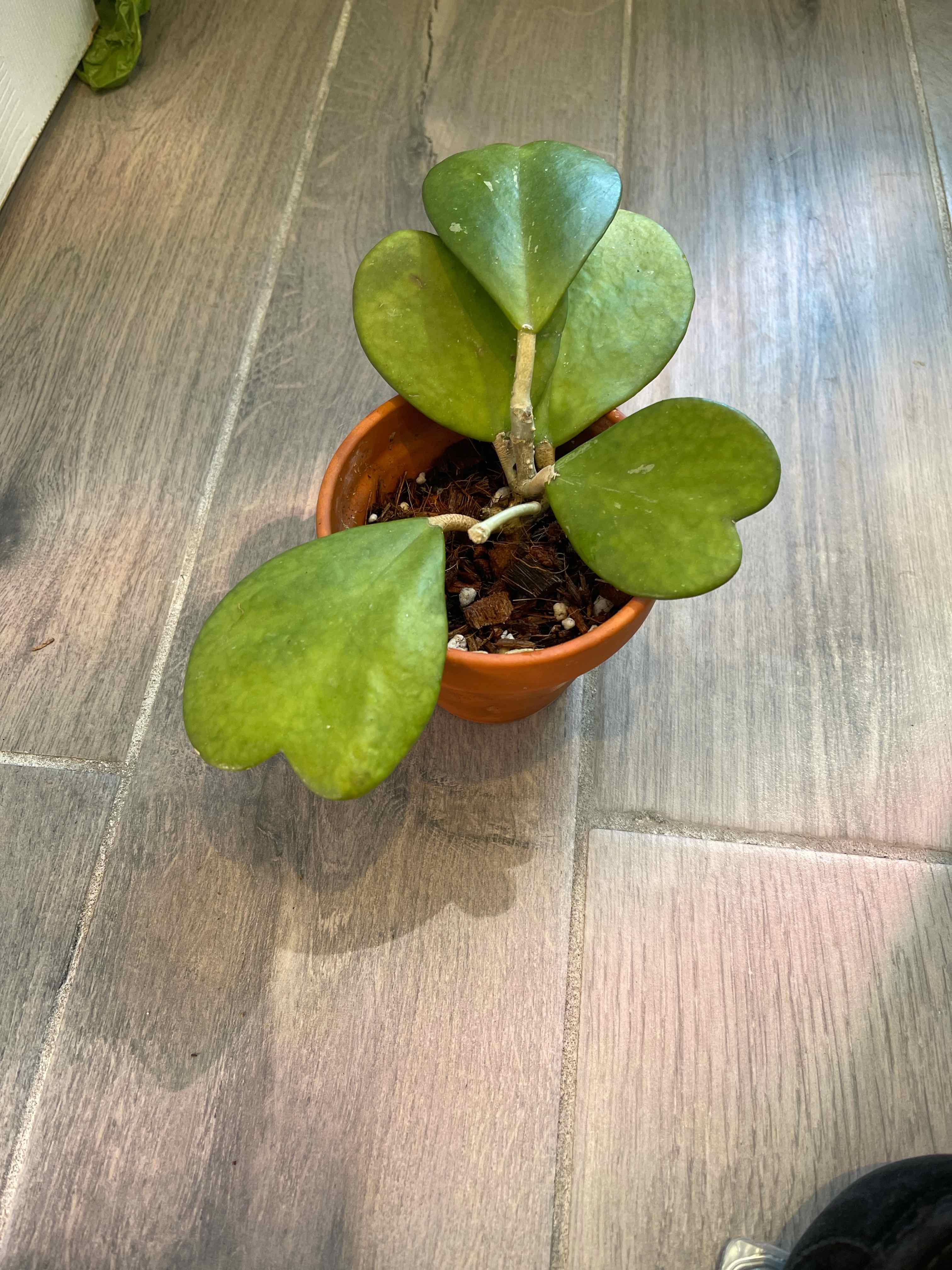 Sweetheart Hoya plant in a small pot with heart-shaped leaves, healthy and green.
