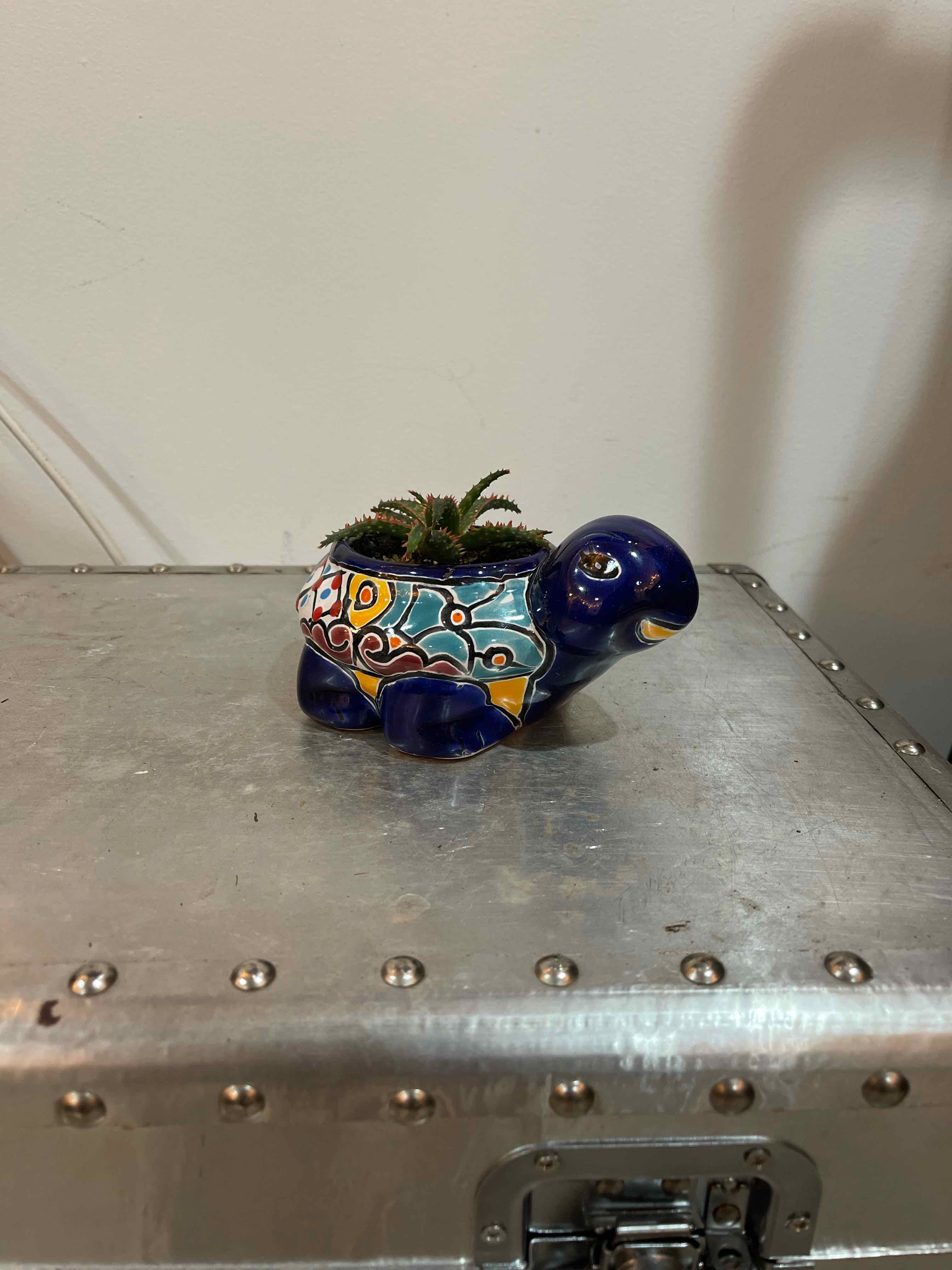 Aloe 'Christmas Sleigh' plant in a decorative turtle-shaped pot on a metallic surface.